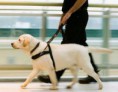 /album/galeria-de-fotos-dog-walking/cachorro-passeando-jpg/